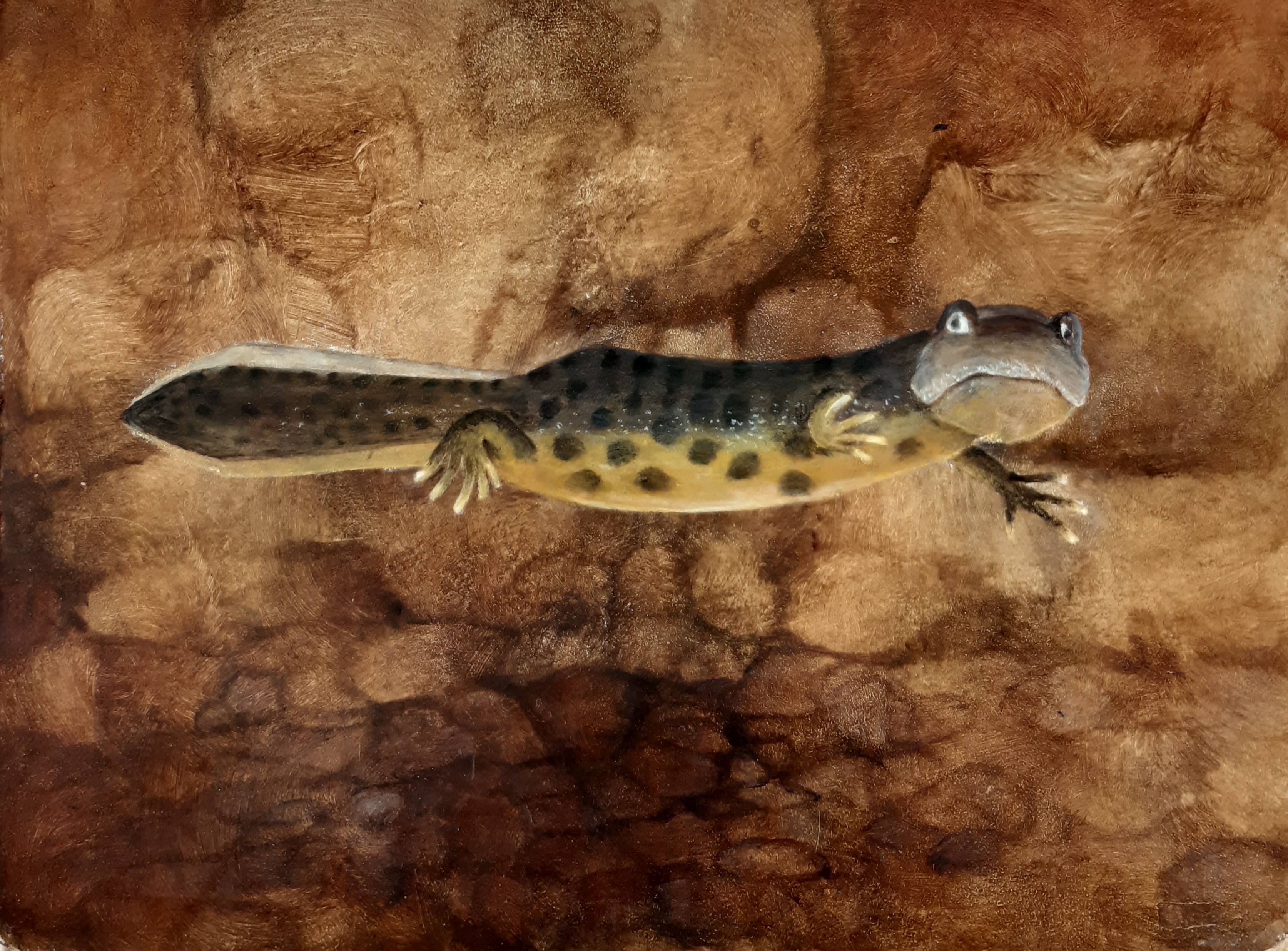 8. Salamander 41X31cm